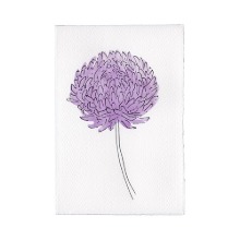 Aster Lilac
